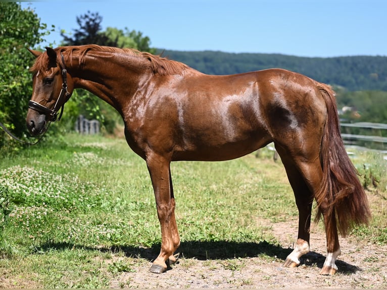 Oldenburg Giumenta 3 Anni 170 cm Sauro in Hetzerath