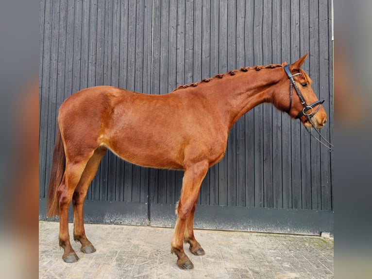 Oldenburg Giumenta 3 Anni 170 cm Sauro in Rastede