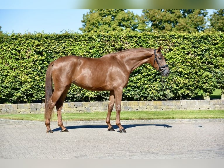 Oldenburg Giumenta 3 Anni 170 cm Sauro in Visbek