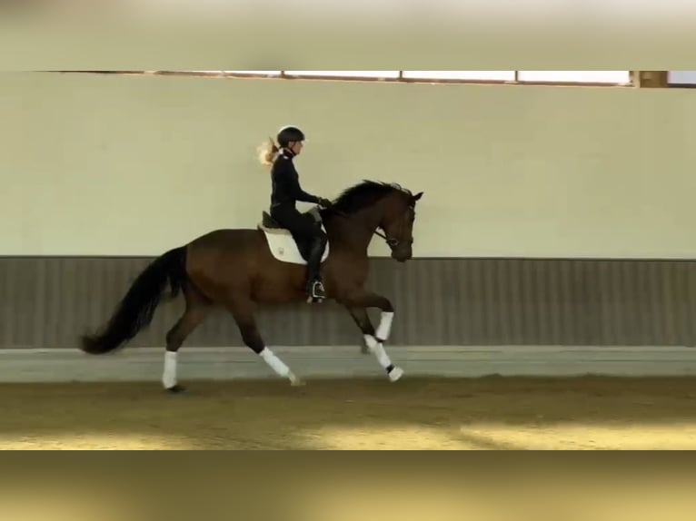 Oldenburg Giumenta 3 Anni 171 cm Baio in Münster