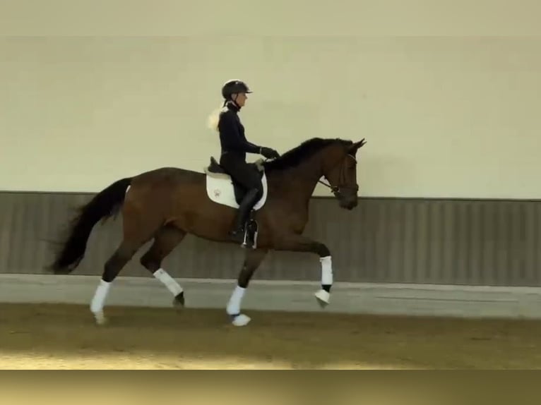 Oldenburg Giumenta 3 Anni 171 cm Baio in Münster