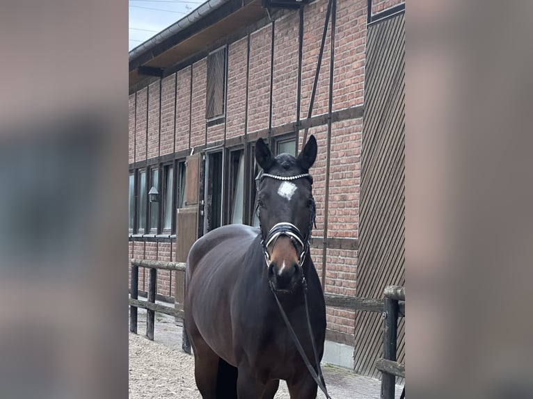 Oldenburg Giumenta 3 Anni 171 cm Baio nero in Heidesheim am Rhein