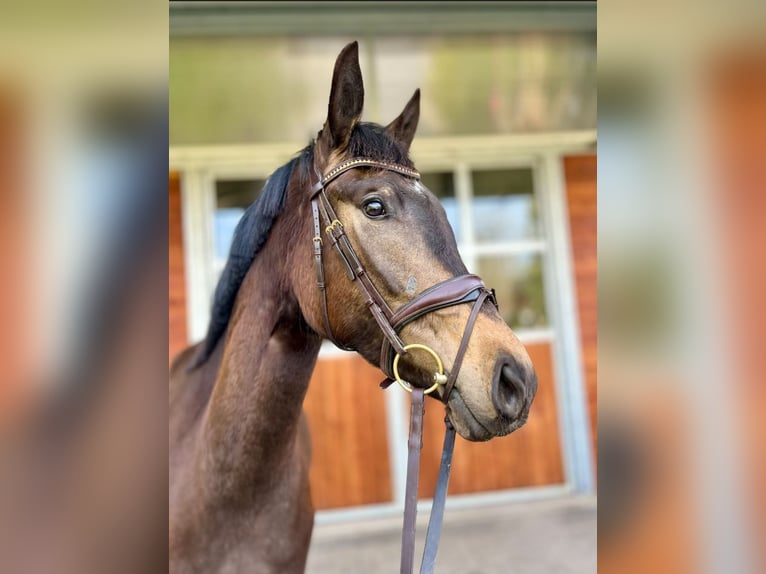 Oldenburg Giumenta 3 Anni 172 cm Pelle di daino in Sondershausen
