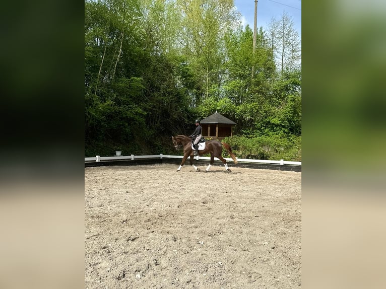 Oldenburg Giumenta 3 Anni 172 cm Sauro in Wülfrath