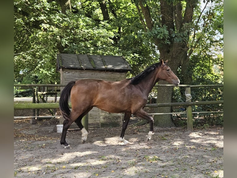 Oldenburg Giumenta 3 Anni 173 cm Baio in Elsfleth