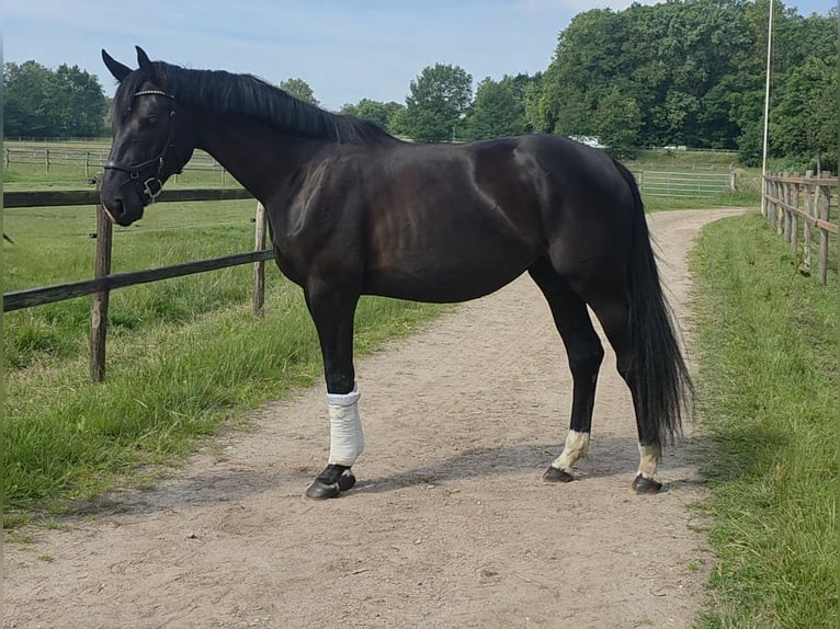 Oldenburg Giumenta 3 Anni 174 cm Morello in Langwedel