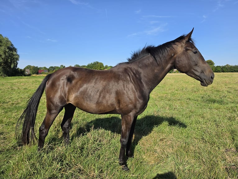 Oldenburg Giumenta 3 Anni 177 cm Baio nero in Neugarmsiel