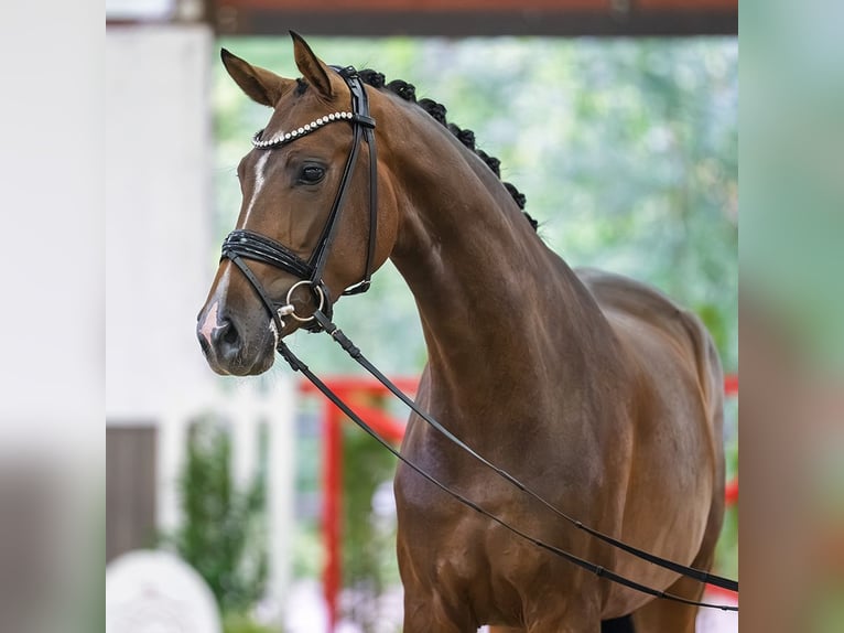 Oldenburg Giumenta 3 Anni Baio in Mnster-Handorf
