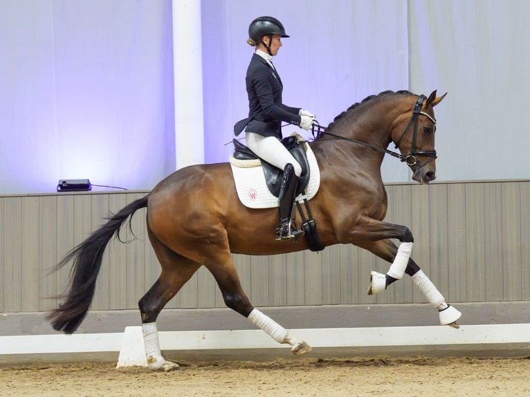 Oldenburg Giumenta 3 Anni Baio in Mnster-Handorf