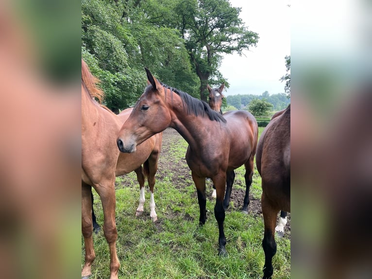 Oldenburg Giumenta 3 Anni Baio in Emstek