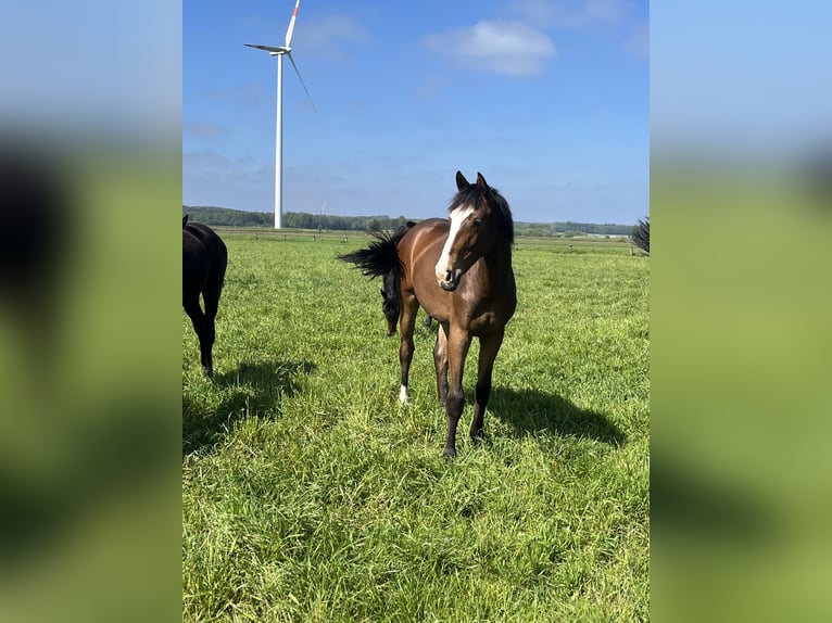 Oldenburg Giumenta 3 Anni Baio in Viersen