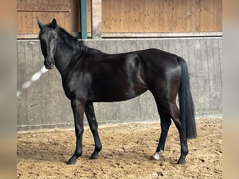 Oldenburg Giumenta 3 Anni Baio scuro in Immenstedt Nordfriesland