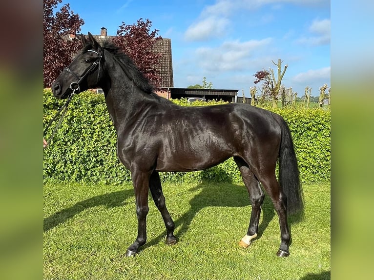 Oldenburg Giumenta 3 Anni Baio scuro in Immenstedt Nordfriesland