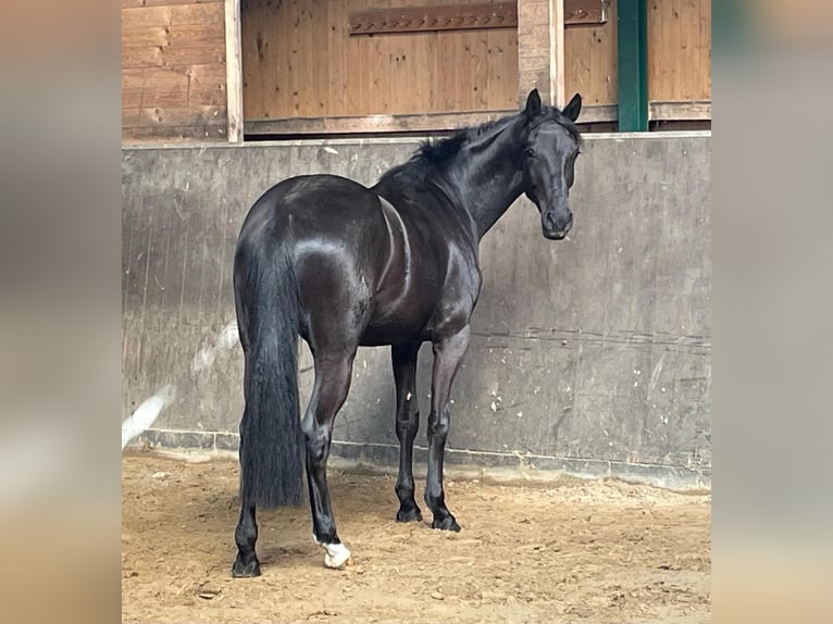 Oldenburg Giumenta 3 Anni Baio scuro in Immenstedt Nordfriesland