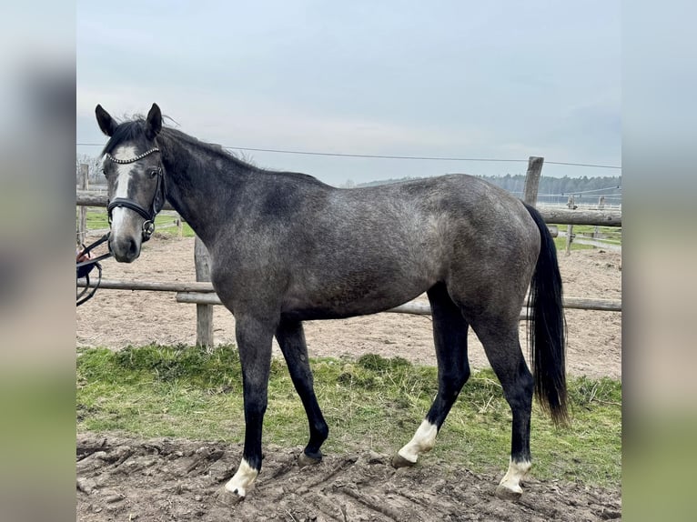 Oldenburg Giumenta 3 Anni Grigio in Lübeck