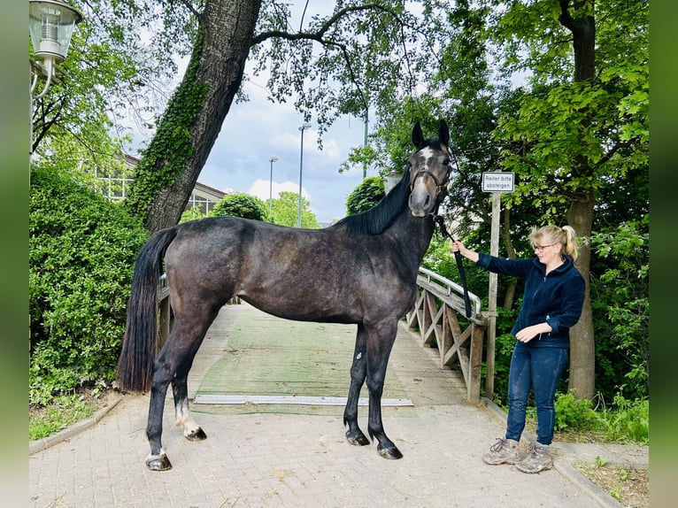 Oldenburg Giumenta 3 Anni Grigio in Z&#xFC;lpich