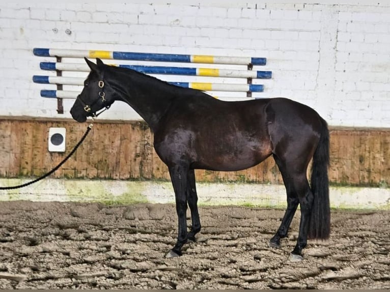 Oldenburg Giumenta 4 Anni 155 cm Baio nero in Raddestorf
