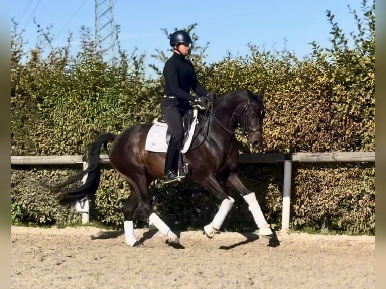 Oldenburg Giumenta 4 Anni 157 cm Baio scuro in Neustadt (Wied)
