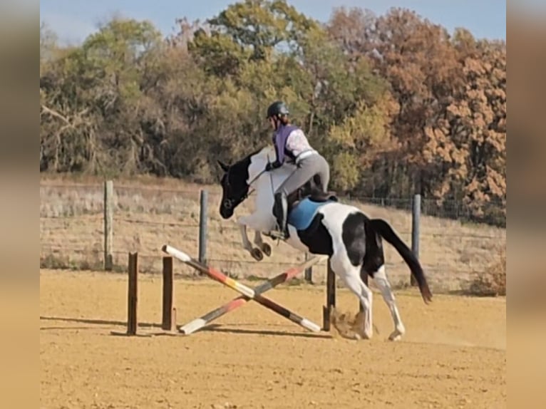 Oldenburg Giumenta 4 Anni 157 cm Pezzato in Robards
