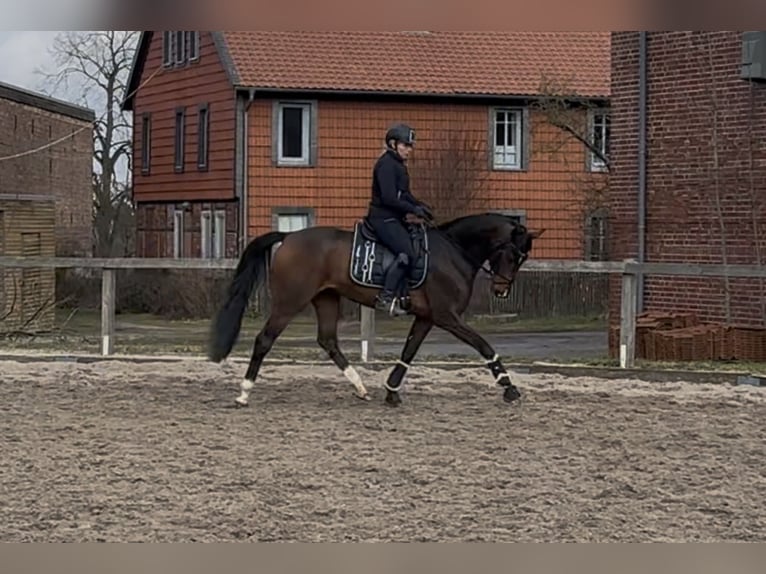 Oldenburg Giumenta 4 Anni 159 cm Baio scuro in Gro&#xDF; Tw&#xFC;lpstedt
