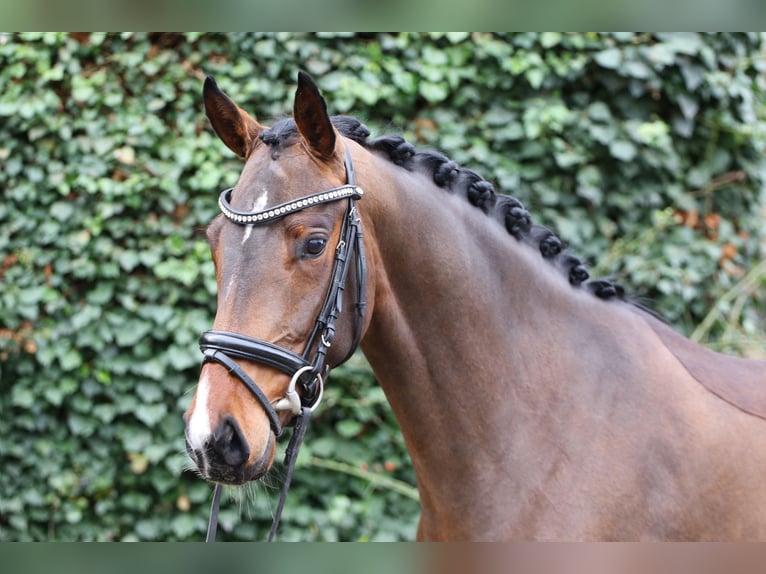 Oldenburg Giumenta 4 Anni 159 cm Baio scuro in Groß Twülpstedt