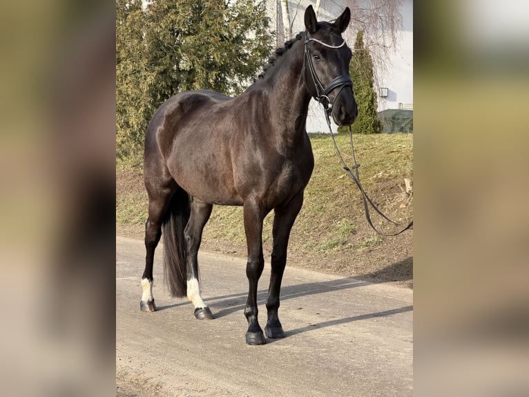 Oldenburg Giumenta 4 Anni 160 cm Morello in Phöben