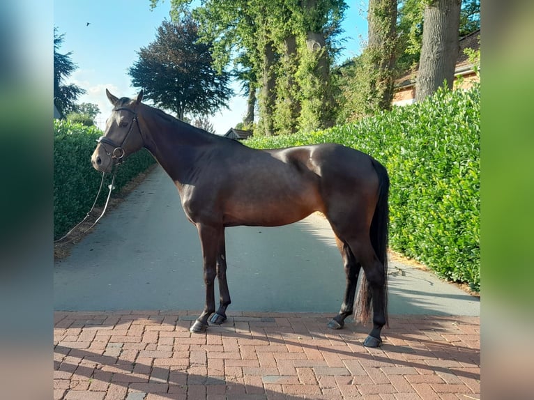 Oldenburg Giumenta 4 Anni 161 cm Baio scuro in Lindern (Oldenburg)