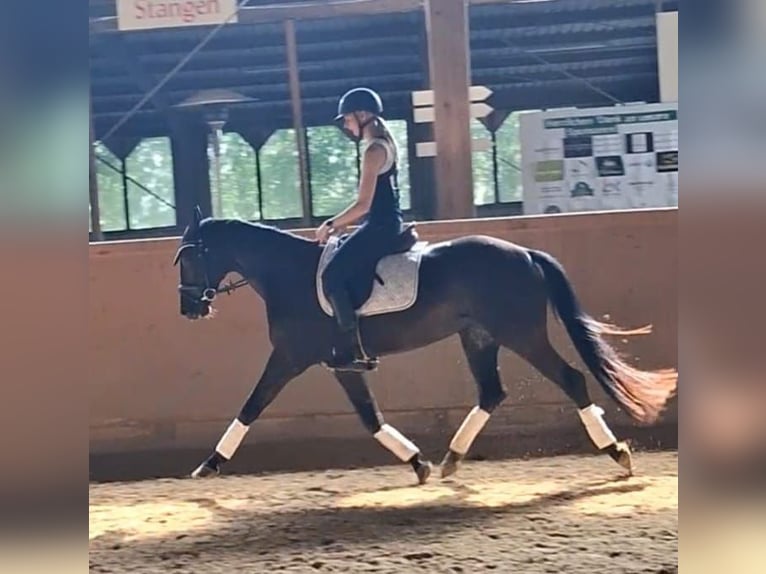 Oldenburg Giumenta 4 Anni 161 cm Morello in Lemgo