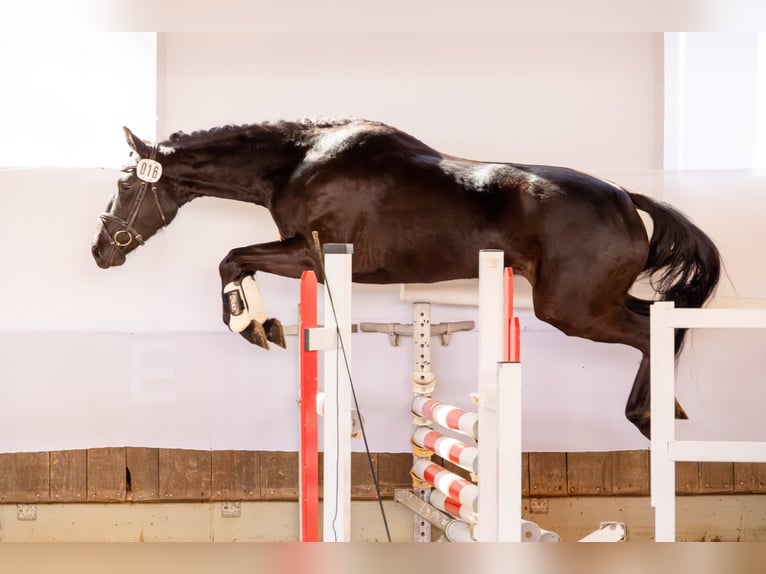 Oldenburg Giumenta 4 Anni 161 cm Morello in Lemgo