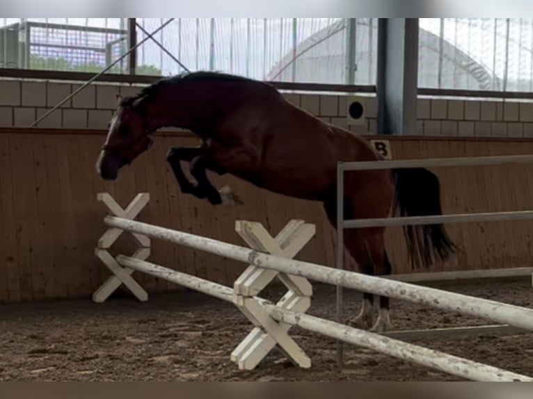 Oldenburg Giumenta 4 Anni 162 cm Baio in Michaelisbruch