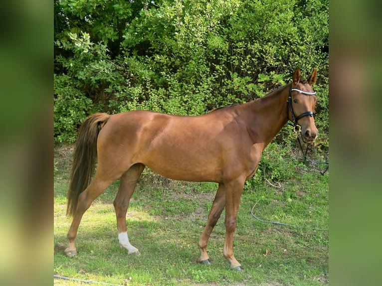 Oldenburg Giumenta 4 Anni 162 cm Sauro scuro in Schmilau