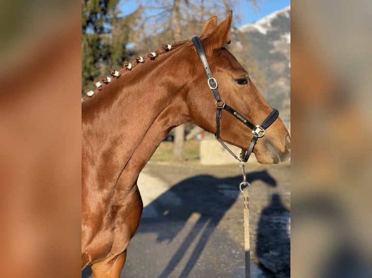 Oldenburg Giumenta 4 Anni 162 cm Sauro scuro in Kiefersfelden