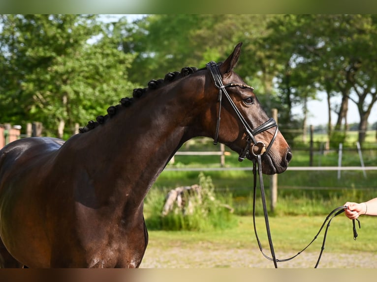 Oldenburg Giumenta 4 Anni 163 cm Baio scuro in Recke