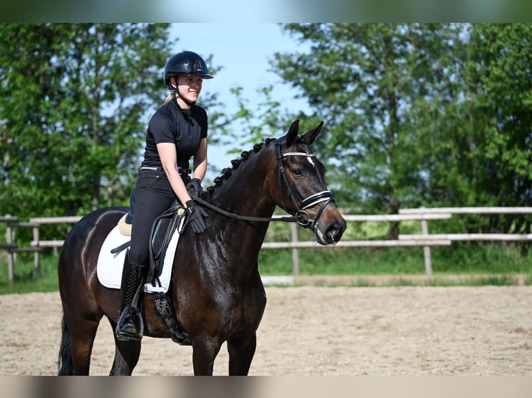 Oldenburg Giumenta 4 Anni 163 cm Baio scuro in Recke