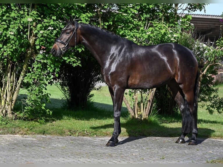 Oldenburg Giumenta 4 Anni 163 cm Baio scuro in Recke