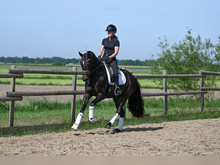 Oldenburg Giumenta 4 Anni 163 cm Baio scuro in Recke