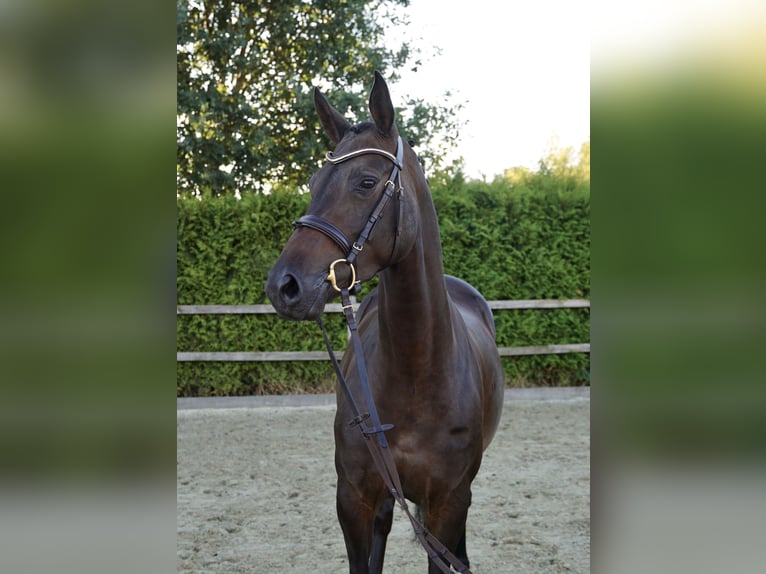 Oldenburg Giumenta 4 Anni 163 cm Baio scuro in Lohne (Oldenburg)
