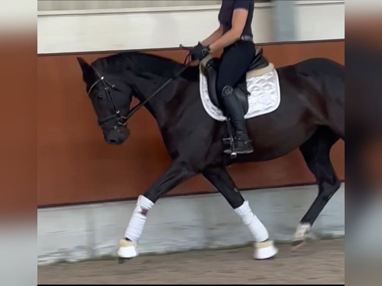 Oldenburg Giumenta 4 Anni 163 cm Morello in Berne