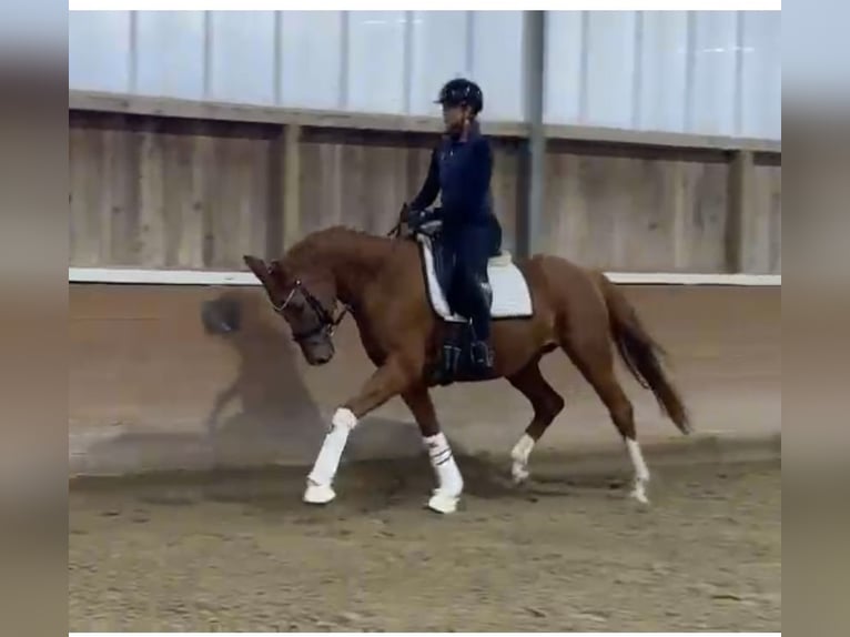 Oldenburg Giumenta 4 Anni 163 cm Sauro in Groß Kreutz