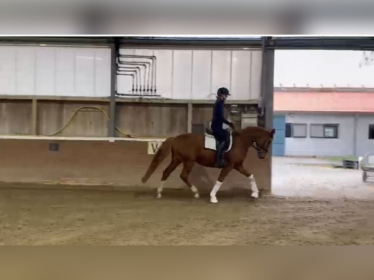 Oldenburg Giumenta 4 Anni 163 cm Sauro in Groß Kreutz