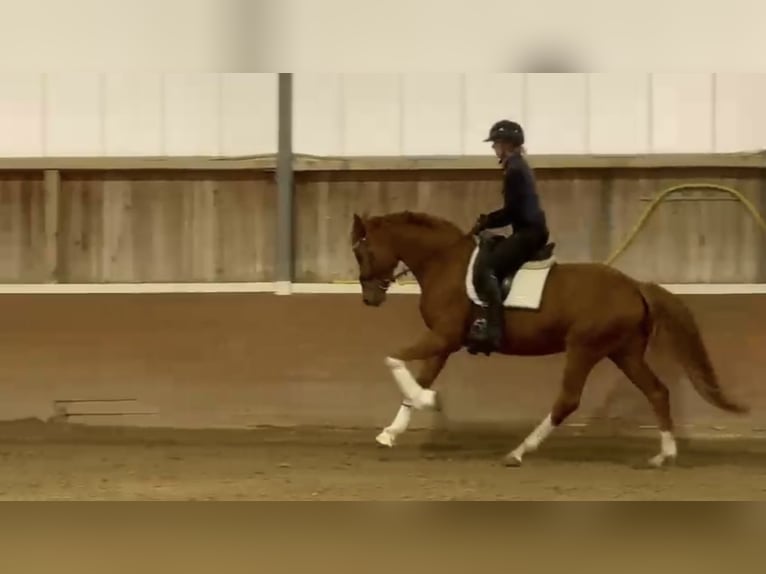 Oldenburg Giumenta 4 Anni 163 cm Sauro in Groß Kreutz