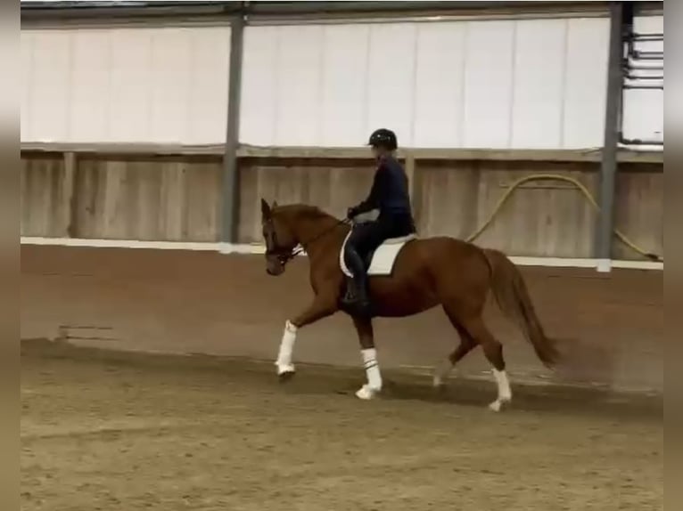 Oldenburg Giumenta 4 Anni 163 cm Sauro in Groß Kreutz