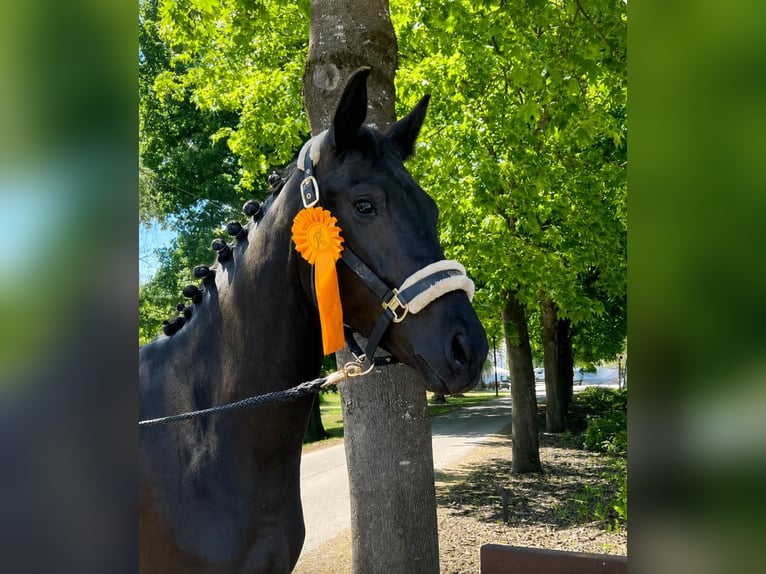 Oldenburg Giumenta 4 Anni 164 cm Baio nero in Moosburg