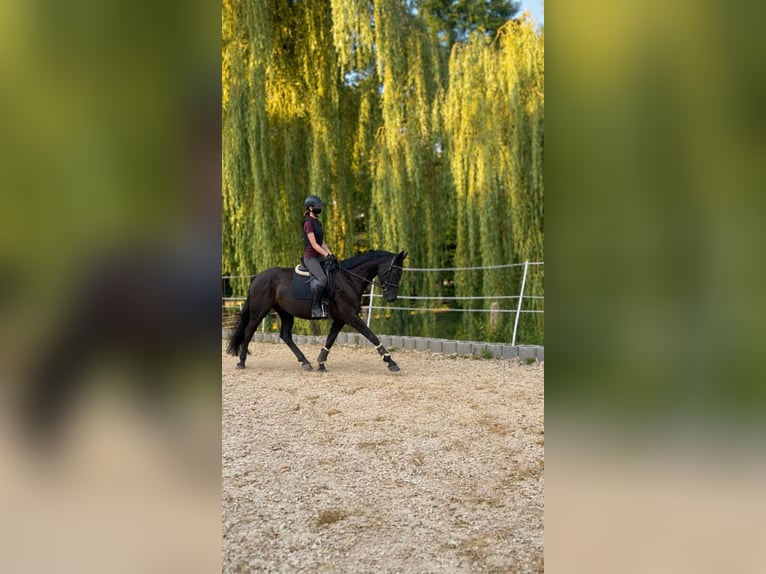 Oldenburg Giumenta 4 Anni 164 cm Morello in Lindenkreuz