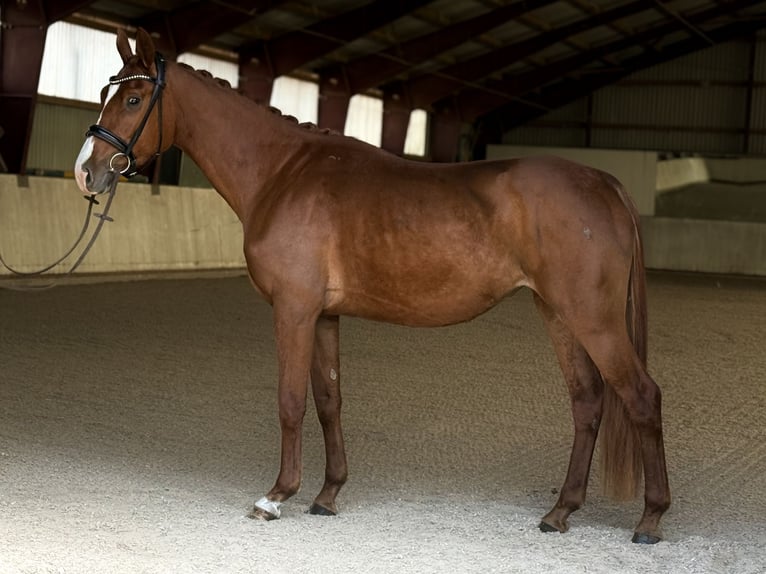Oldenburg Giumenta 4 Anni 164 cm Sauro in HavelaueKietz