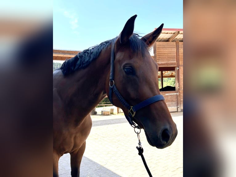 Oldenburg Giumenta 4 Anni 165 cm Baio in Dietfurt an der Altmühl