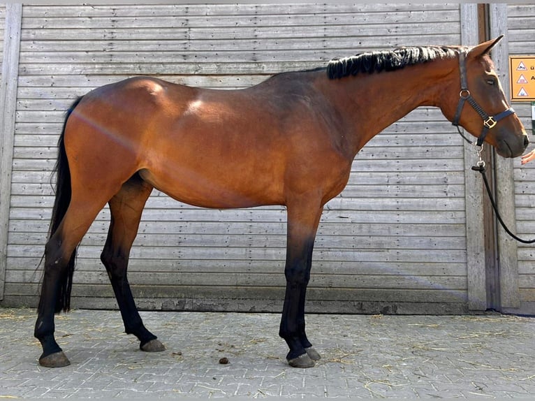 Oldenburg Giumenta 4 Anni 165 cm Baio in Dietfurt an der Altmühl