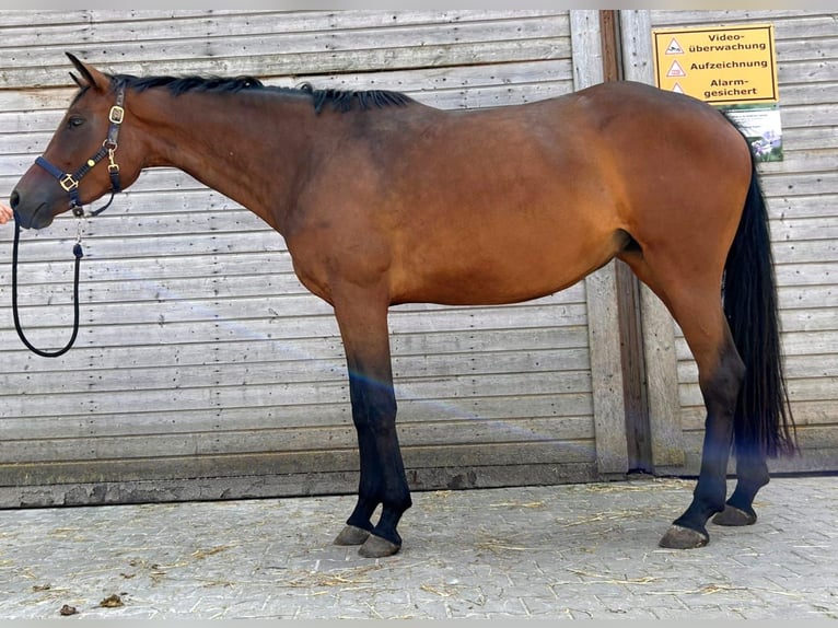 Oldenburg Giumenta 4 Anni 165 cm Baio in Dietfurt an der Altmühl