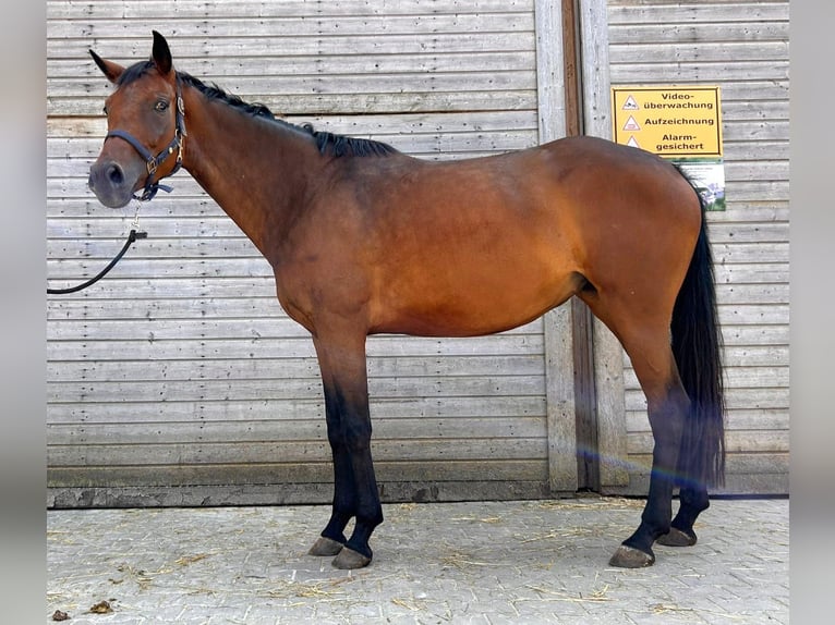 Oldenburg Giumenta 4 Anni 165 cm Baio in Dietfurt an der Altmühl