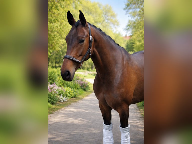 Oldenburg Giumenta 4 Anni 165 cm Baio in Schwarmstedt